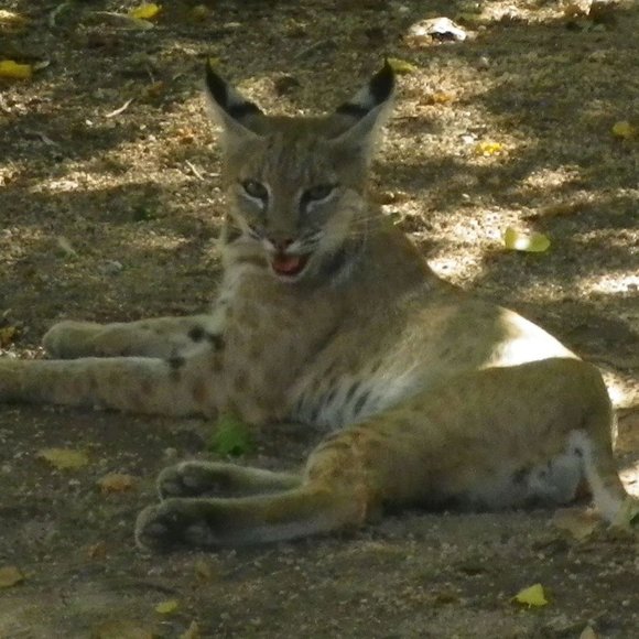 Meet your Posher, Sonorankat - Picture 1 of 2